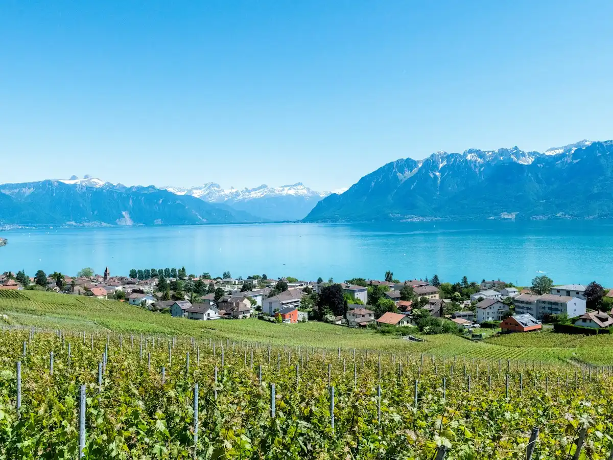 Green grass field and icy mountain scenery — Lavaux, Switzerland