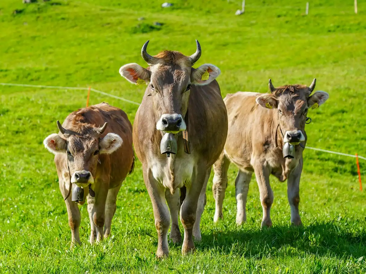 Brown cow on green grass field during daytime — Hasliberg, Switzerland